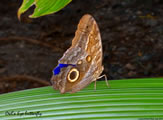 Owls Eye Butterfly